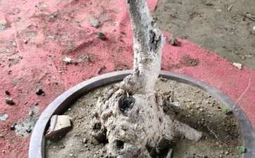 流苏疙瘩下山桩熟桩 图片