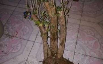 映山红下山桩 山东套袋好养吗 图片