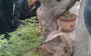 流苏下山桩 现在季节能养活吗 图片