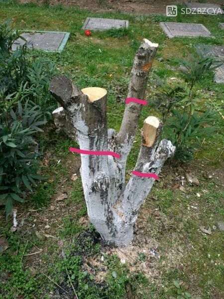 小区的桂花下山桩被修成这样还能活不