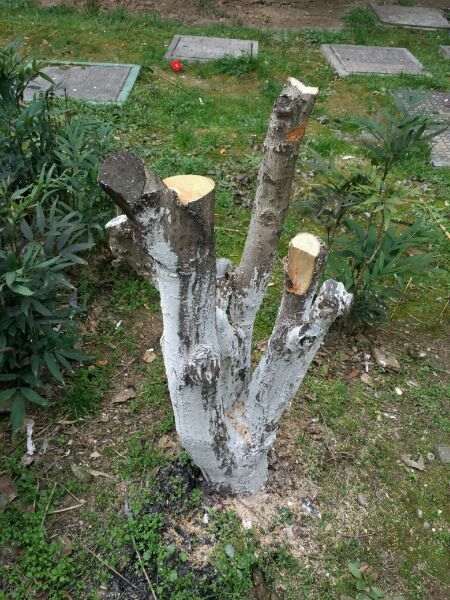 小区的桂花下山桩被修成这样还能活不