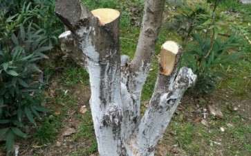 小区的桂花下山桩被修成这样还能活不