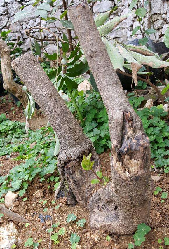 流苏下山桩地栽2个月