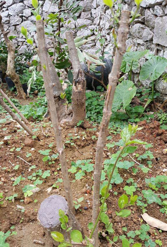 流苏下山桩地栽2个月