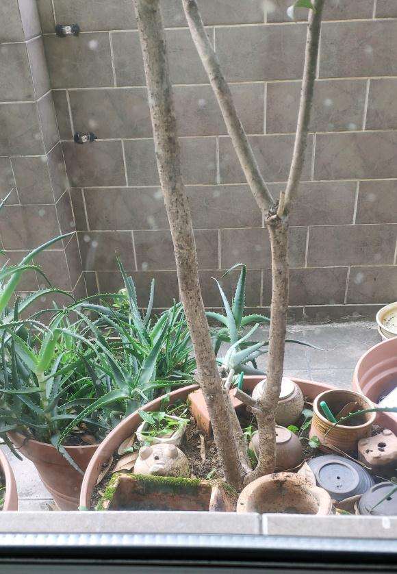 四川日香桂基地买的扦插下山桩苗