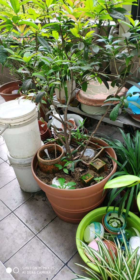 四川日香桂基地买的扦插下山桩苗