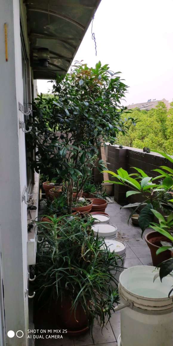 四川日香桂基地买的扦插下山桩苗