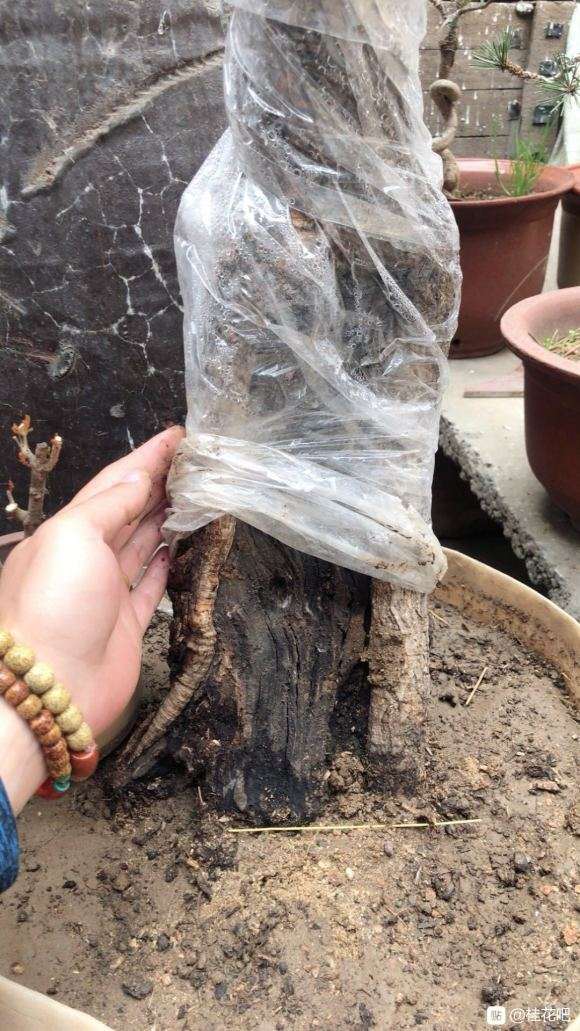 临沂栽的流苏下山桩能安全过冬吗