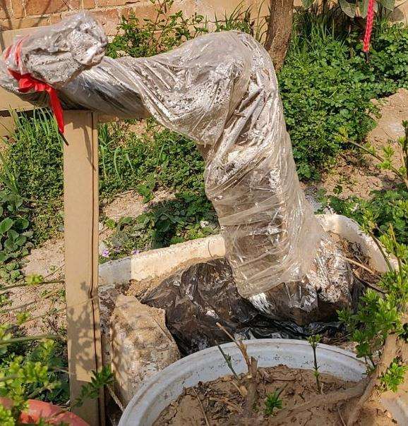 流苏下山桩多久能来芽 图片