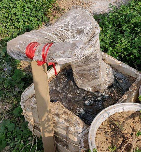 流苏下山桩多久能来芽 图片