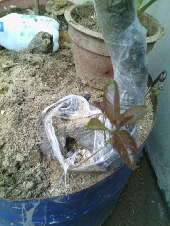 求流苏下山桩直接上盆经验 图片