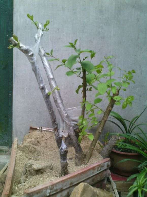 求流苏下山桩直接上盆经验 图片