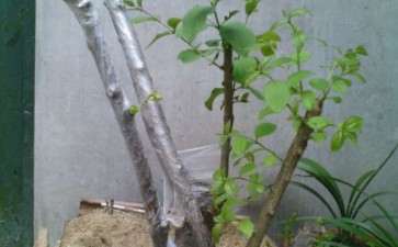 求流苏下山桩直接上盆经验 图片