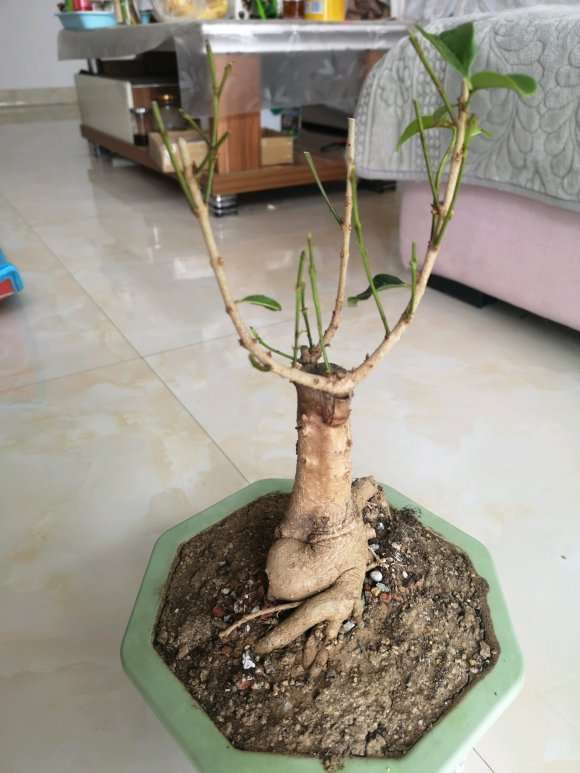 怎么拯救桂花下山桩新芽干枯的方法