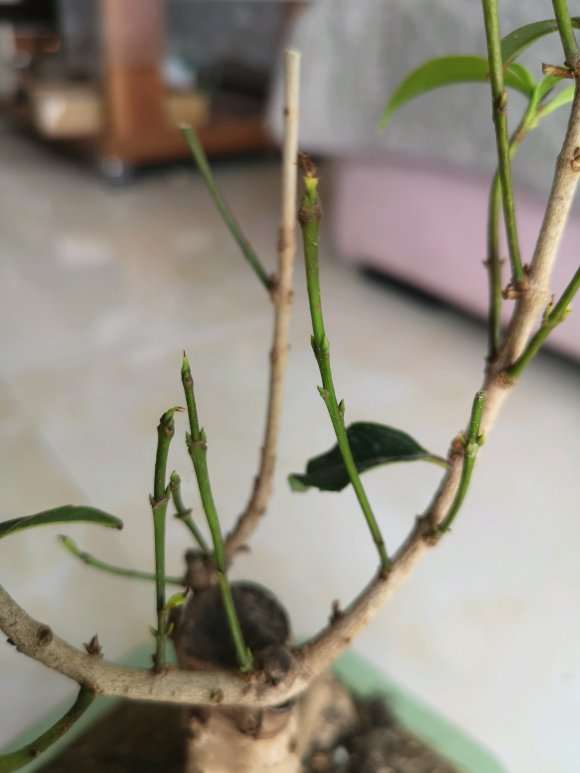 怎么拯救桂花下山桩新芽干枯的方法