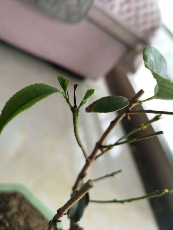 怎么拯救桂花下山桩新芽干枯的方法