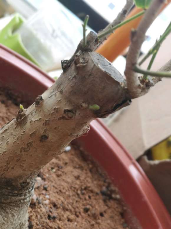 流苏下山桩发芽了 枝条没有变化