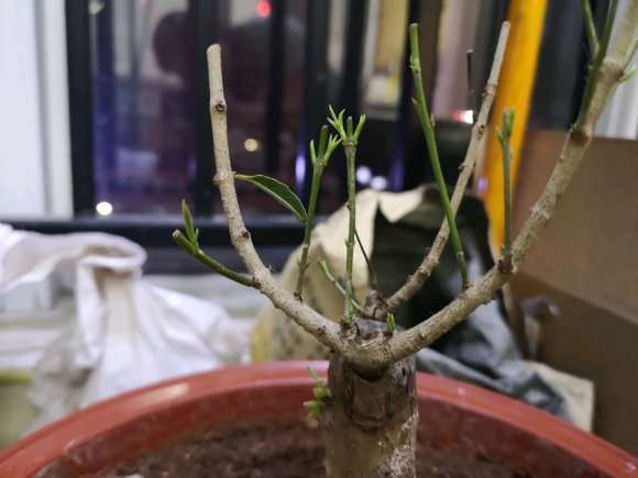 流苏下山桩发芽了 枝条没有变化