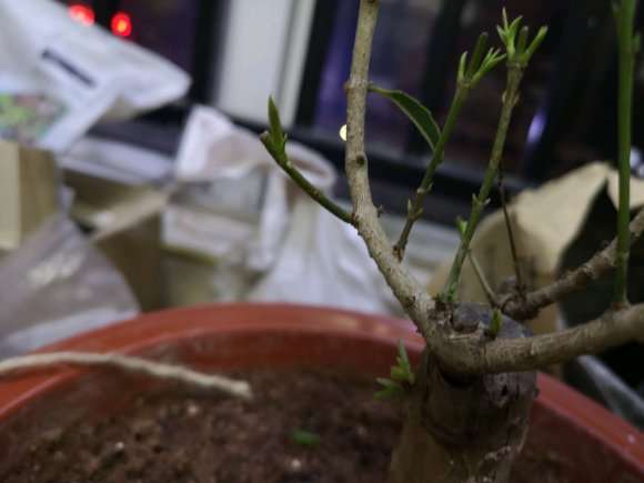 流苏下山桩发芽了 枝条没有变化