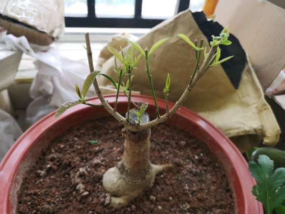 流苏下山桩发芽了 枝条没有变化