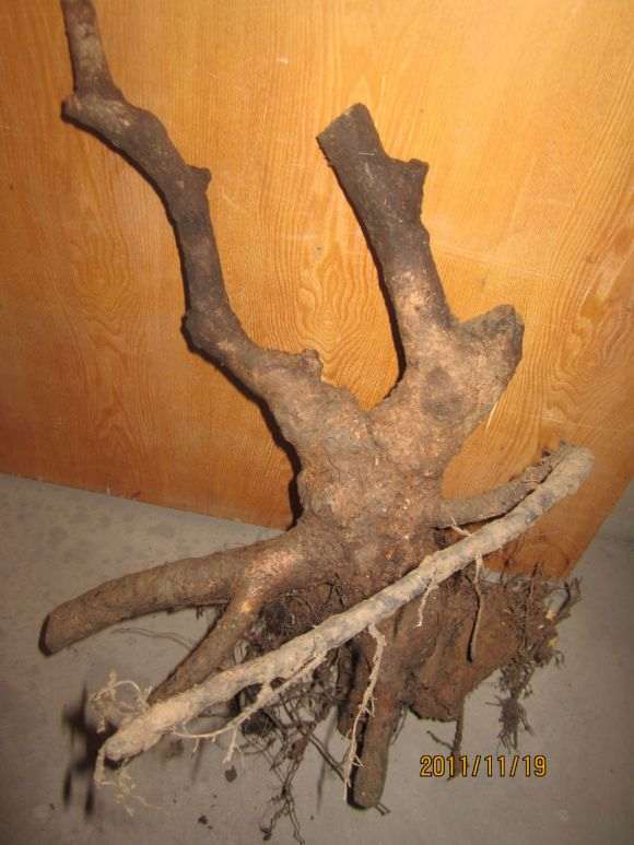 我的流苏下山桩到了 等老师前来指导