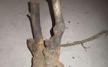 我的流苏下山桩到了 等老师前来指导