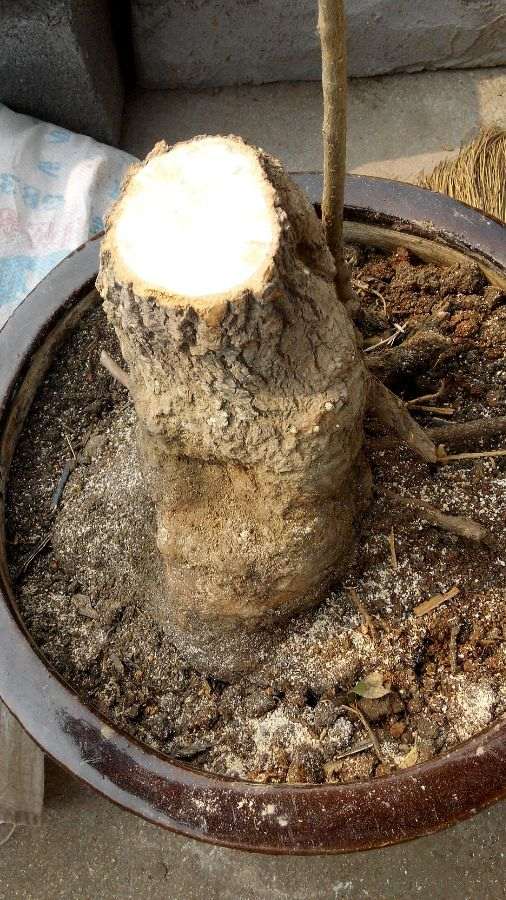 流苏下山桩180元买的 锯掉失水