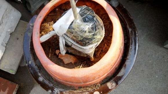 流苏下山桩180元买的 锯掉失水