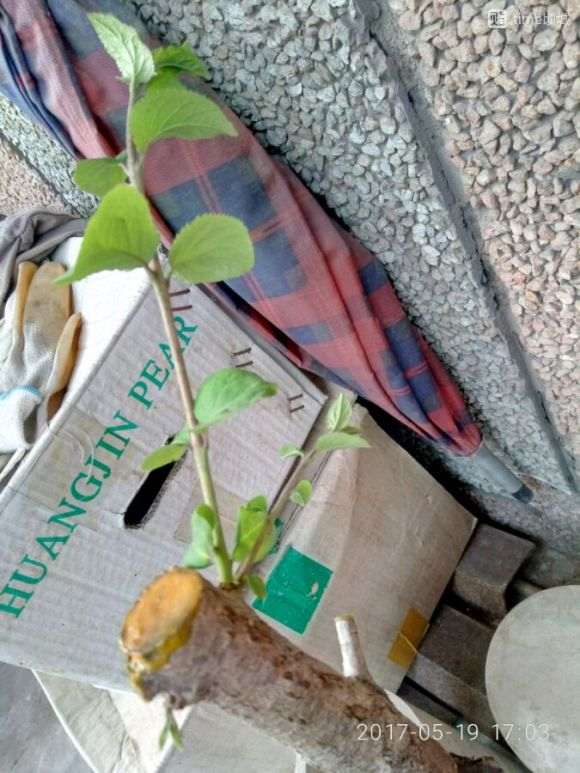 流苏下山桩成活情况乐观不