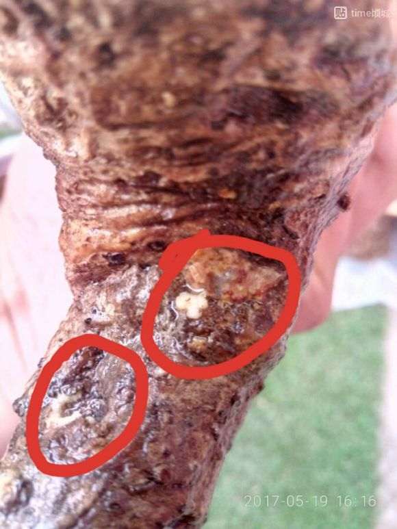 流苏下山桩成活情况乐观不