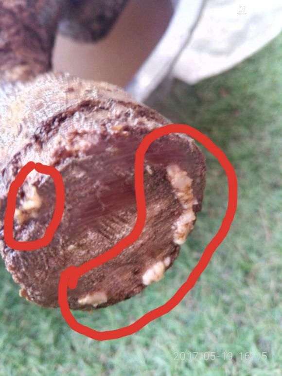 流苏下山桩成活情况乐观不