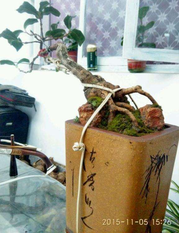 流苏下山桩用什么牌子的生根剂最好