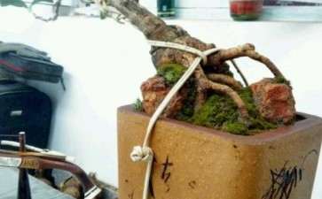 流苏下山桩用什么牌子的生根剂最好