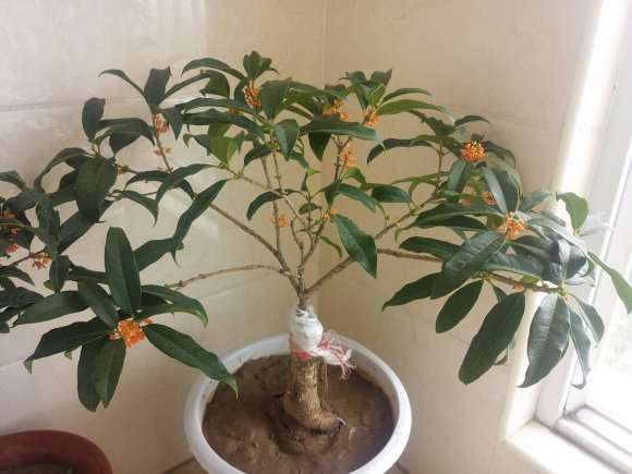 北京桂花下山桩能在室内养吗