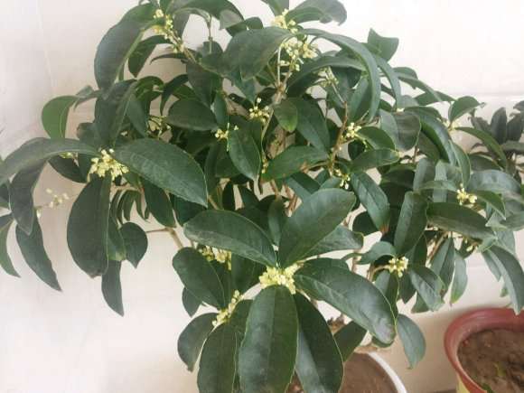 北京桂花下山桩能在室内养吗