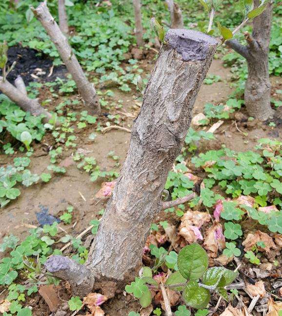 用生根粉浸泡流苏下山桩多久合适