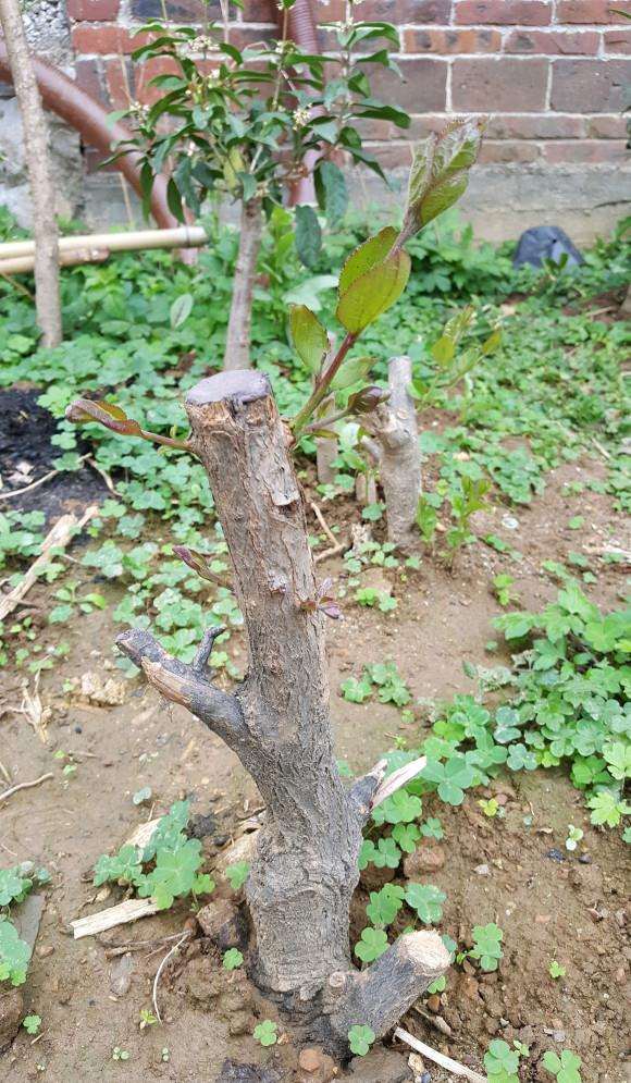 用生根粉浸泡流苏下山桩多久合适