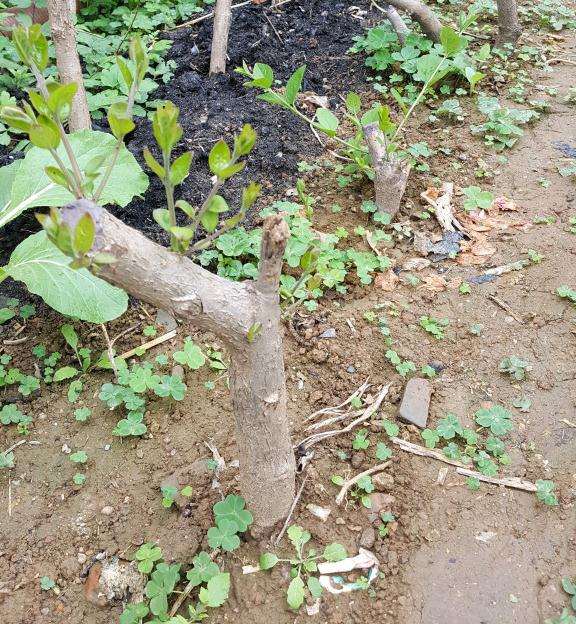 用生根粉浸泡流苏下山桩多久合适