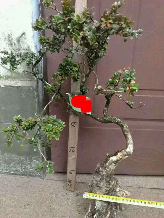 黄杨下山桩怎么套袋栽培