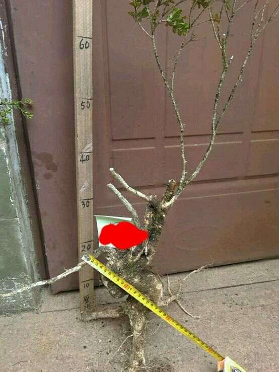 黄杨下山桩怎么套袋栽培