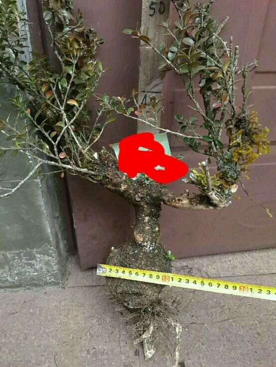 黄杨下山桩怎么套袋栽培