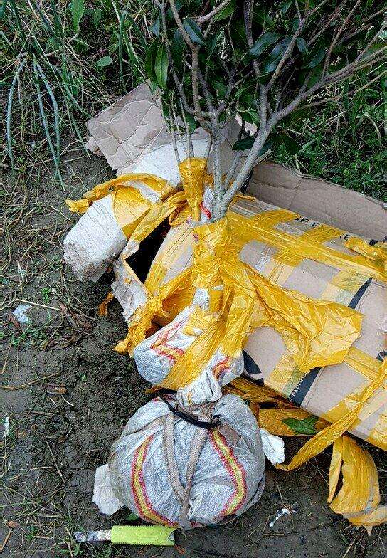 桂花下山桩地栽就是好呀