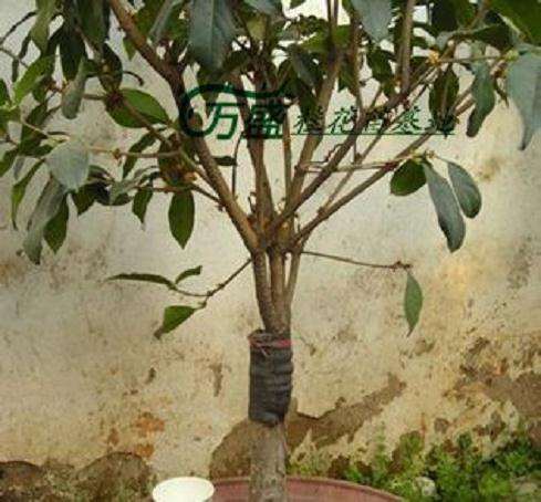 怎么腹接桂花下山桩的操作方法