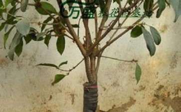 怎么腹接桂花下山桩的操作方法