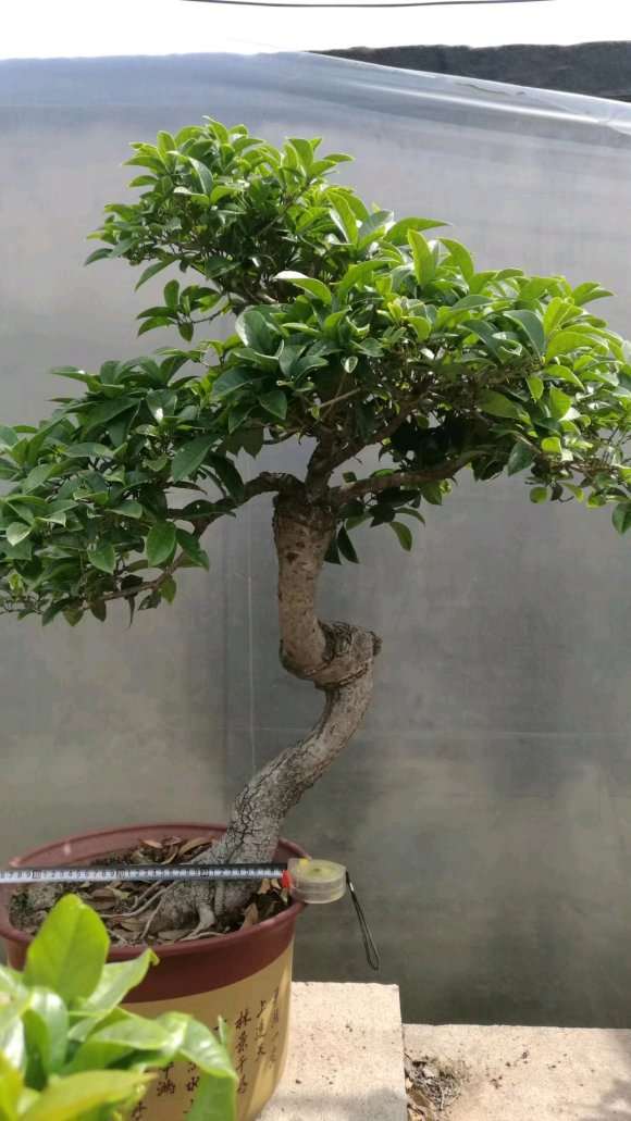 40年的桂花下山桩突然枯死 怎么办