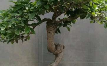 40年的桂花下山桩突然枯死 怎么办