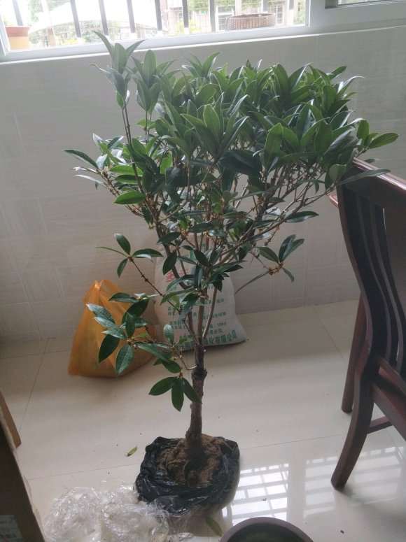 桂花下山桩太大 剪坏了 怎么办 图片