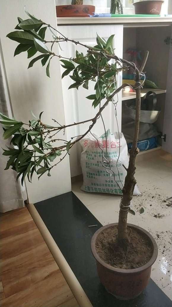 桂花下山桩太大 剪坏了 怎么办 图片