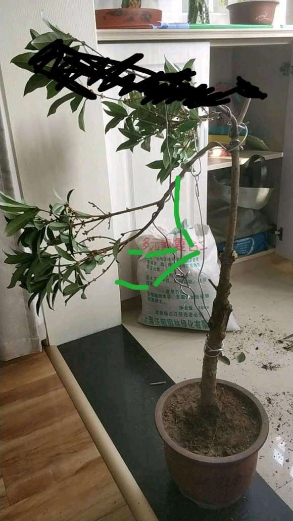 桂花下山桩太大 剪坏了 怎么办 图片