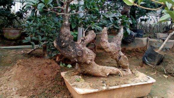 秋季的流苏下山桩如何养护